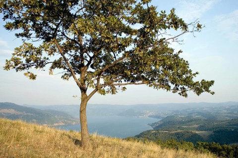 Oak