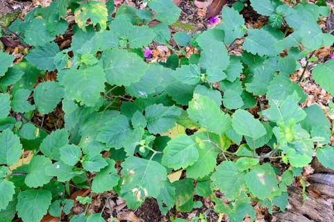 Indian Patchouli