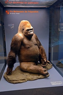 Specimen of Gorillas