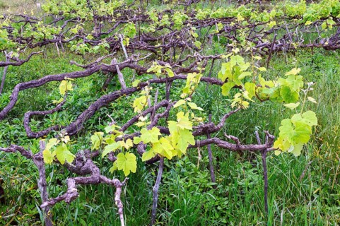 Old vines in the Orotava Valley