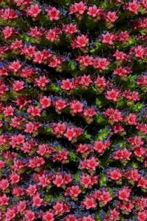 Wildprets viper's bugloss