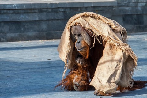 Sumatran orangutan