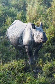 Indian rhinoceros