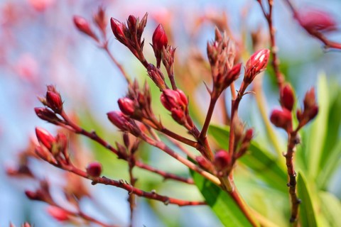 Oleander