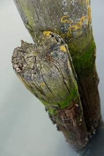 Old wooden bollards
