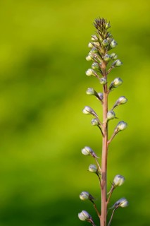 Forking larkspur