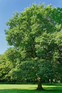 Common oak