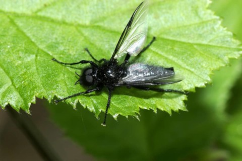 March fly