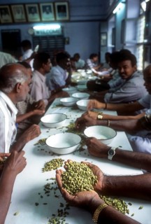 Quality of cardamom being assessed in cardamom auction centre at Bodinayakanur in Tamil Nadu