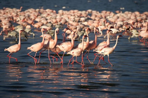 Lesser Flamingo