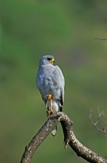 Pale Chanting Goshawk
