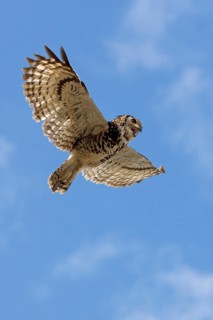 Cape Eagle Owl