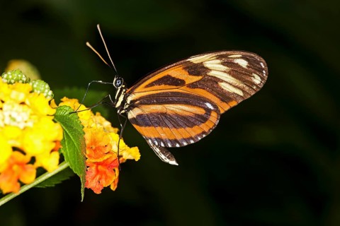 Eueides butterfly