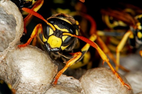 Common Wasp