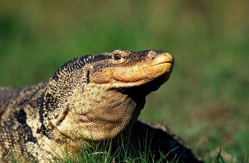 WATER MONITOR