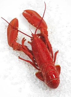BOILED LOBSTER