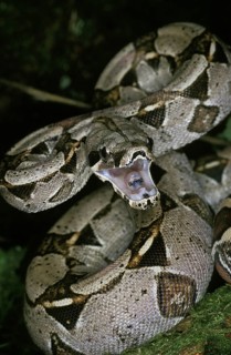 Boa constrictor