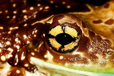 AMAZON MILK FROG