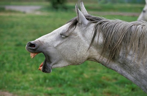 Lipizzaner horse