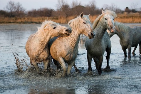 CAMARGUE HORSE