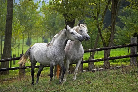 Connemara pony standing in paddock