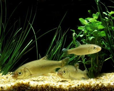 Common Dace