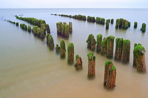 Algae-covered groynes in the early morning on the beach of Rantum