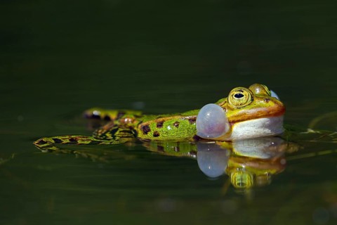 Edible frog