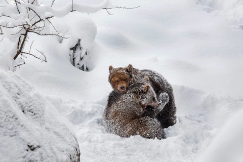 Two 1-year-old brown bear cubs