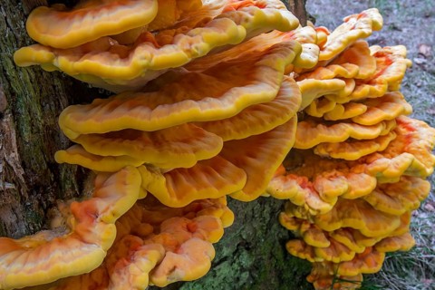 Chicken-of-the-woods
