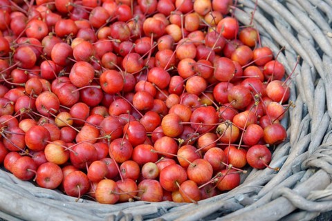 Fruits of the European crab apple