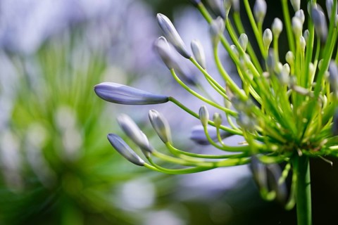Lilies of the Nile
