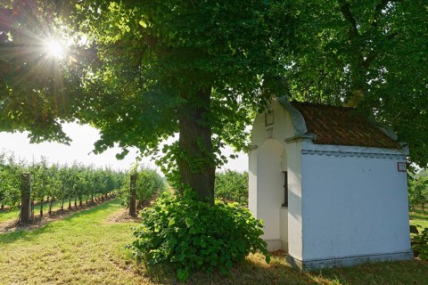 Little chapel with limetree