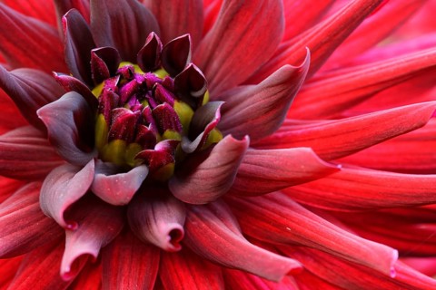 Dahlia