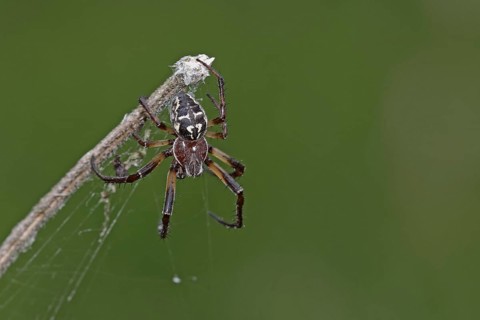 Reed wheel spider