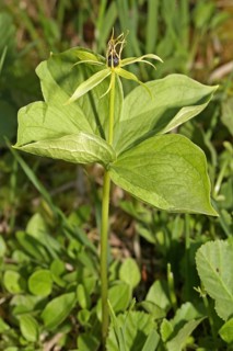 Four-leaved dewberry