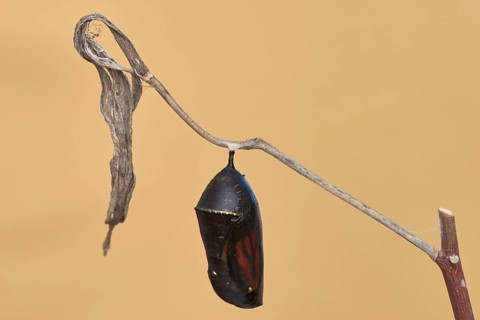 Monarch butterfly