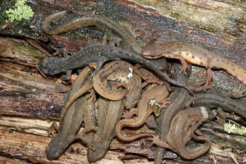 Great Crested Newt
