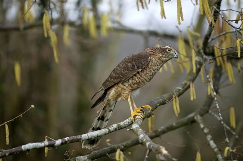 EUROPEAN SPARROWHAWK