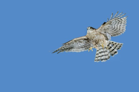 EUROPEAN SPARROWHAWK