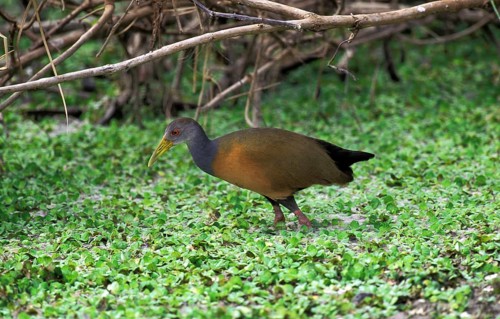 Giant Wood-Rail