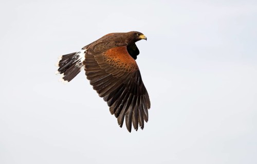 Harris's hawk