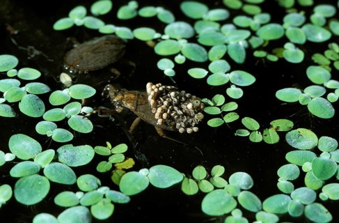 Water bug
