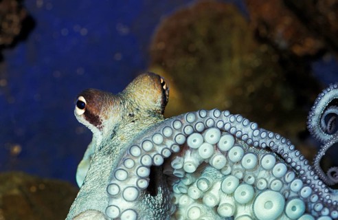 Octopus