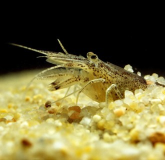 Brown shrimp