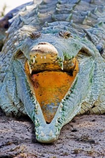Orinoco Crocodile