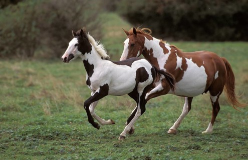 PAINT HORSE