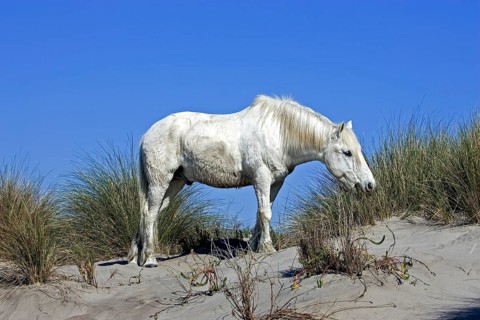 Camargue horse