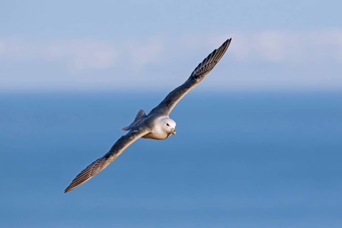 Northern fulmar