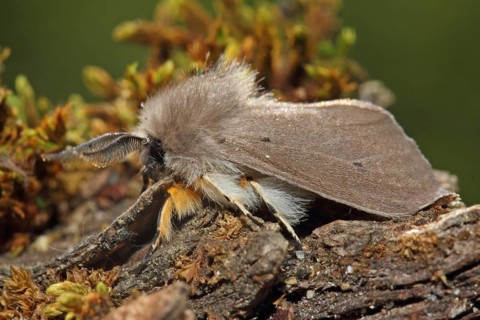 Moss rubber moth